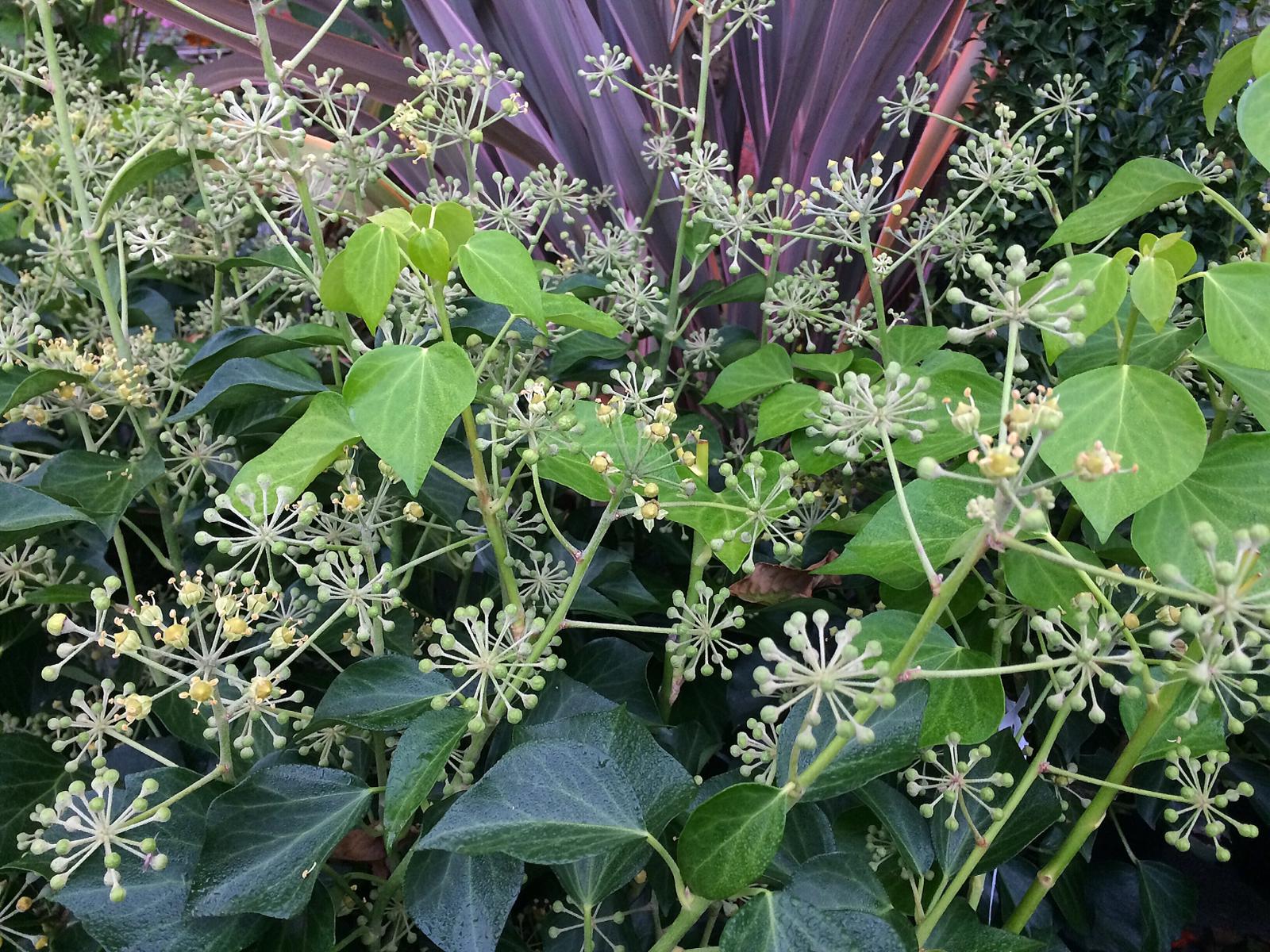 Hedera helix Arborescens.jpeg