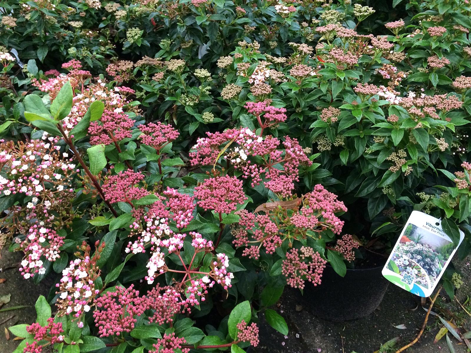 Viburnum tinus.jpeg