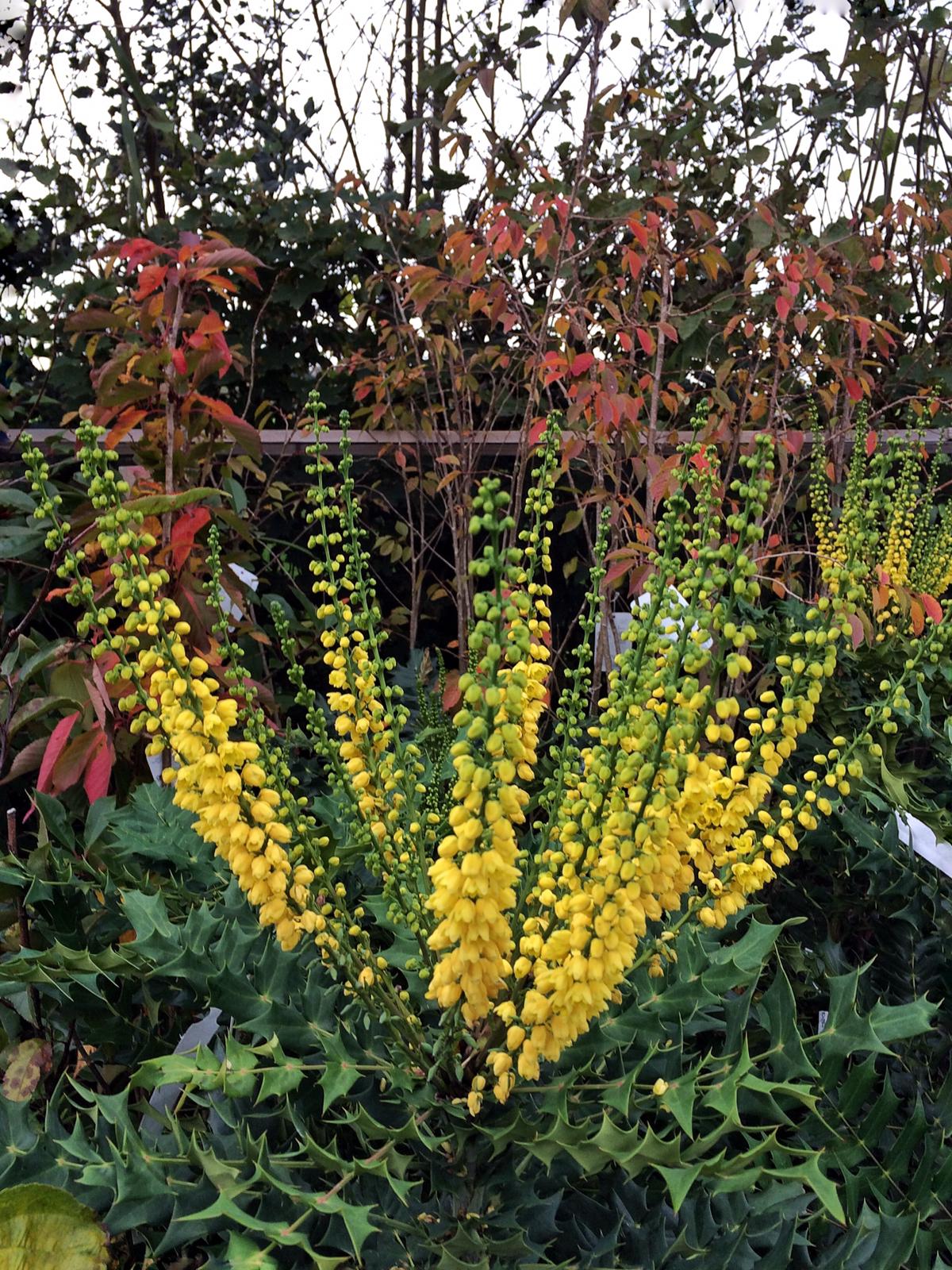 Mahonia media Winter Sun.jpeg