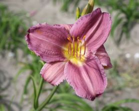 Prairie Blue Eyes